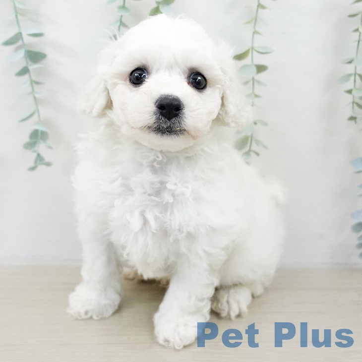 山梨県のビションフリーゼ (ペットプラス 甲府国母店/2025年9月5日生まれ/男の子/ホワイト)の子犬の1枚目の画像