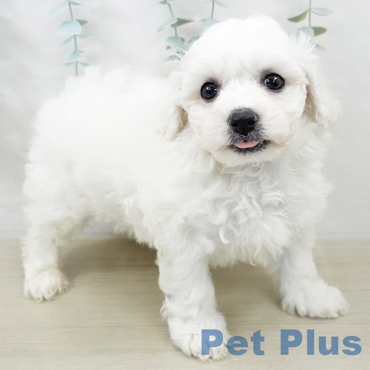 山梨県のビションフリーゼ (ペットプラス 甲府国母店/2025年9月5日生まれ/男の子/ホワイト)の子犬の2枚目の画像