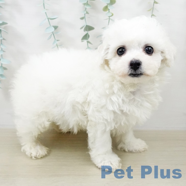 神奈川県のビションフリーゼ (ペットプラス ゆめが丘ソラトス店/2025年9月5日生まれ/男の子/ホワイト)の子犬の1枚目の画像