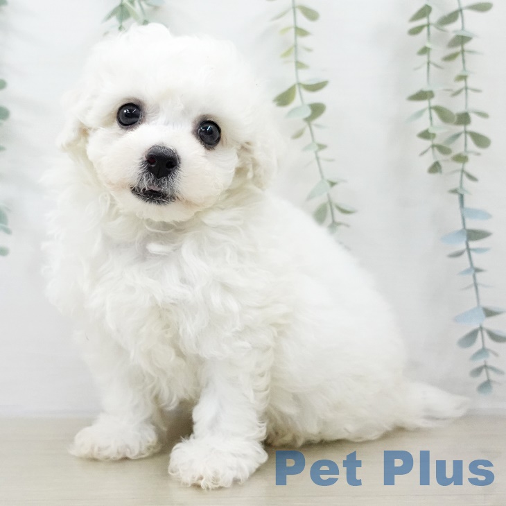 神奈川県のビションフリーゼ (ペットプラス ゆめが丘ソラトス店/2025年9月5日生まれ/男の子/ホワイト)の子犬の2枚目の画像