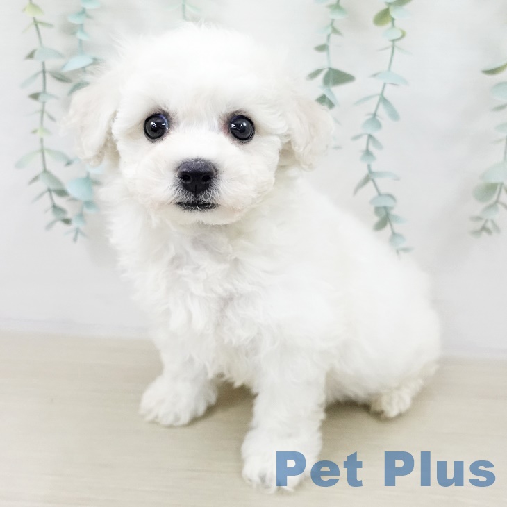 埼玉県のビションフリーゼ (ペットプラス 浦和美園店/2025年9月5日生まれ/男の子/ホワイト)の子犬の1枚目の画像