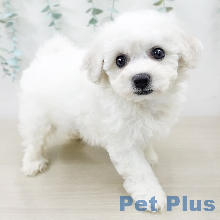 埼玉県のビションフリーゼ (ペットプラス 浦和美園店/2025年9月5日生まれ/男の子/ホワイト)の子犬の2枚目の画像