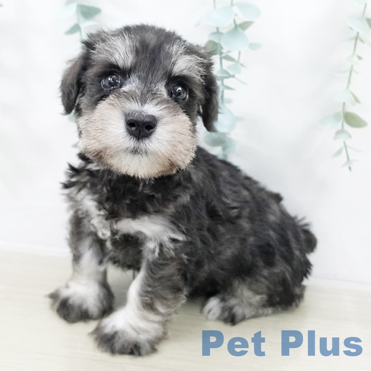 埼玉県のミニチュアシュナウザー (ペットプラス イオンモール春日部店/2025年8月30日生まれ/男の子/ソルトペッパー)の子犬の1枚目の画像