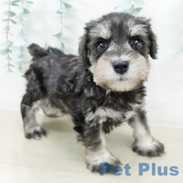 埼玉県のミニチュアシュナウザー (ペットプラス イオンモール春日部店/2025年8月30日生まれ/男の子/ソルトペッパー)の子犬の2枚目の画像