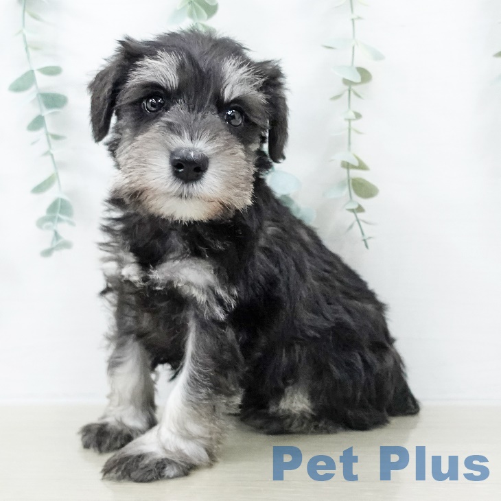 神奈川県のミニチュアシュナウザー (ペットプラス ビアレ横浜店/2025年8月30日生まれ/男の子/ソルトペッパー)の子犬の1枚目の画像