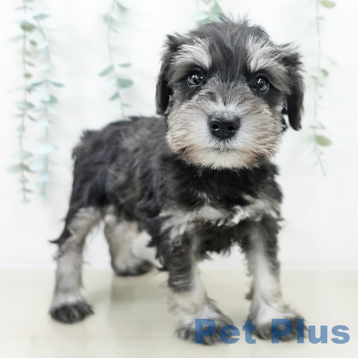 神奈川県のミニチュアシュナウザー (ペットプラス ビアレ横浜店/2025年8月30日生まれ/男の子/ソルトペッパー)の子犬の2枚目の画像