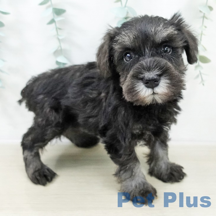 神奈川県のミニチュアシュナウザー (ペットプラス 天王町店/2025年8月30日生まれ/女の子/ソルトペッパー)の子犬