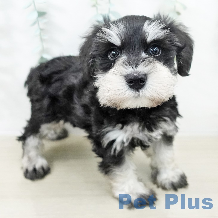 ミニチュア・シュナウザー