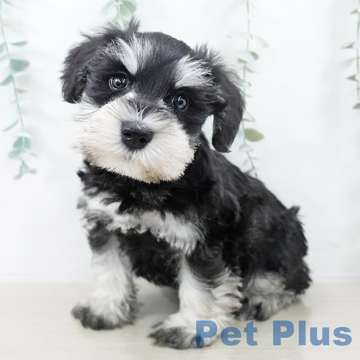 ミニチュア・シュナウザー