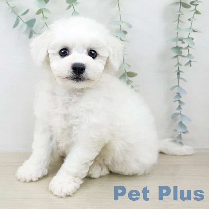 ビション・フリーゼ