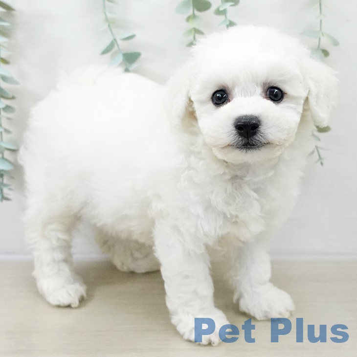 ビション・フリーゼの写真2