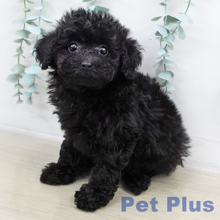 千葉県のトイプードル(トイ) (ペットプラス 幕張新都心店/2025年9月3日生まれ/女の子/ブラック)の子犬の1枚目の画像