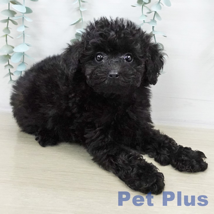 千葉県のトイプードル(トイ) (ペットプラス 幕張新都心店/2025年9月3日生まれ/女の子/ブラック)の子犬の2枚目の画像