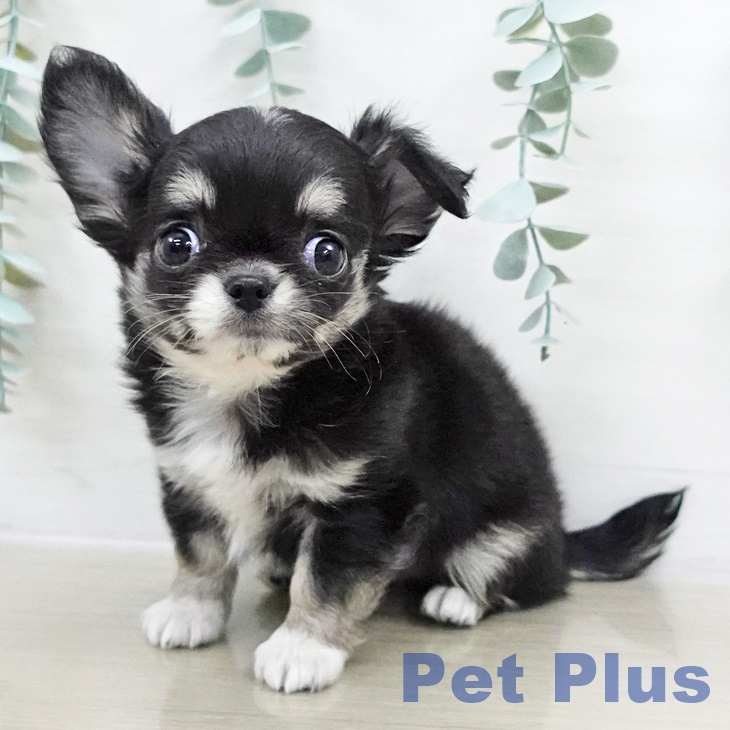 茨城県のチワワ(ロング) (ペットプラス つくば店/2025年9月7日生まれ/男の子/ブラックタンホワイト)の子犬の1枚目の画像