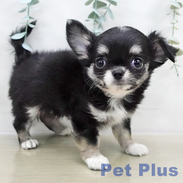 茨城県のチワワ(ロング) (ペットプラス つくば店/2025年9月7日生まれ/男の子/ブラックタンホワイト)の子犬の2枚目の画像