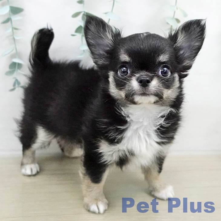 千葉県のチワワ(ロング) (ペットプラス 成田店/2025年9月7日生まれ/男の子/ブラックタンホワイト)の子犬の1枚目の画像