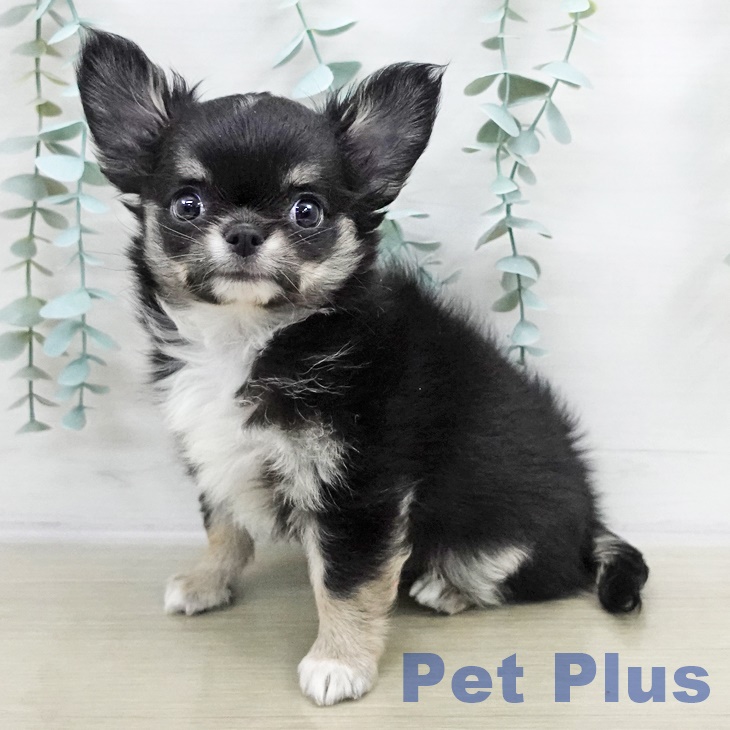 千葉県のチワワ(ロング) (ペットプラス 成田店/2025年9月7日生まれ/男の子/ブラックタンホワイト)の子犬の2枚目の画像