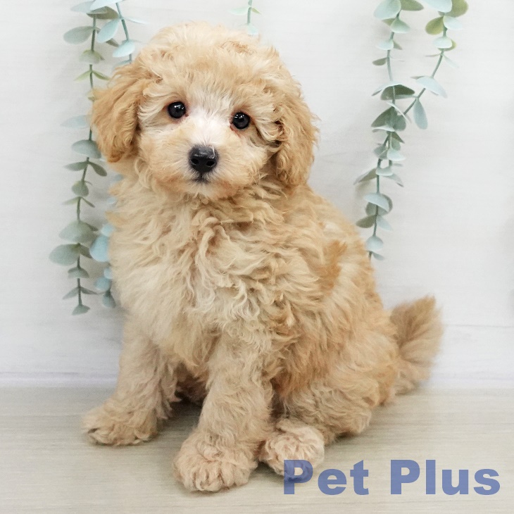 千葉県のトイプードル(トイ) (ペットプラス 木更津店/2025年9月7日生まれ/男の子/クリーム)の子犬の1枚目の画像