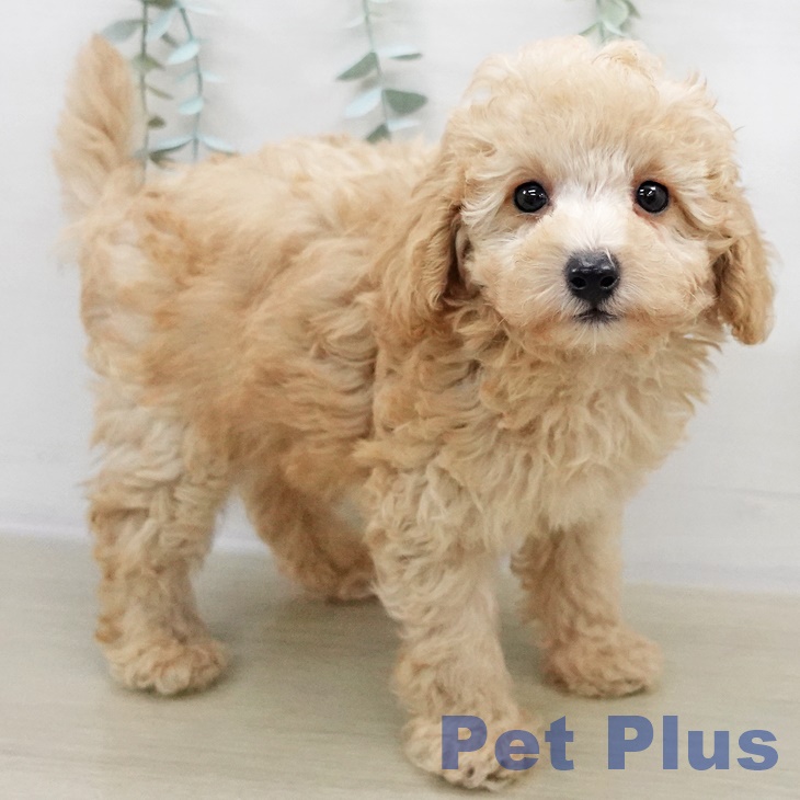 千葉県のトイプードル(トイ) (ペットプラス 木更津店/2025年9月7日生まれ/男の子/クリーム)の子犬の2枚目の画像