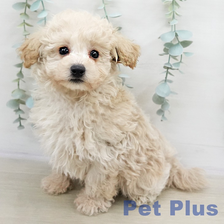 トイ・プードル