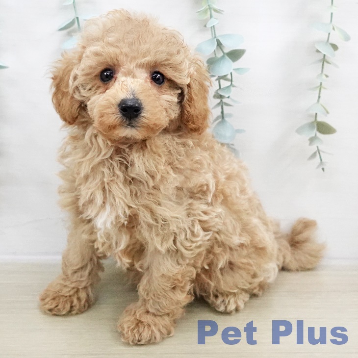 千葉県のトイプードル(トイ) (ペットプラス 柏店/2025年9月7日生まれ/男の子/アプリコット)の子犬の1枚目の画像