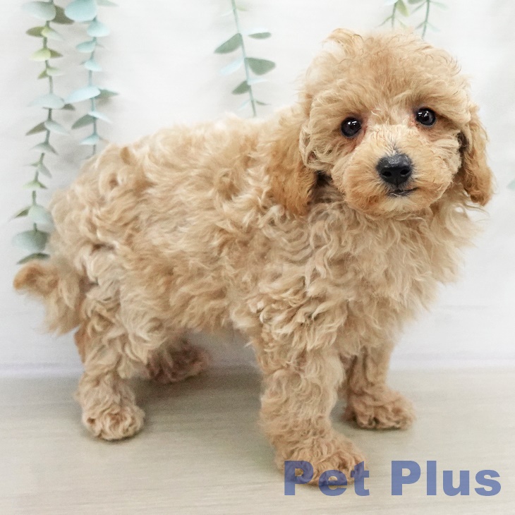 千葉県のトイプードル(トイ) (ペットプラス 柏店/2025年9月7日生まれ/男の子/アプリコット)の子犬の2枚目の画像