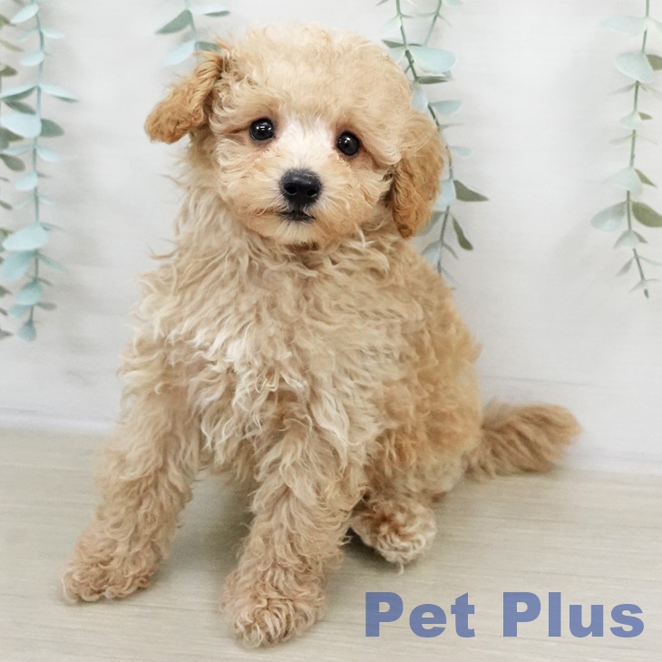 千葉県のトイプードル(トイ) (ペットプラス 船橋店/2025年9月7日生まれ/男の子/アプリコット)の子犬の1枚目の画像