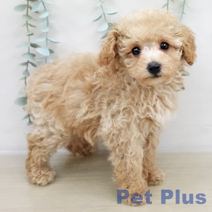 千葉県のトイプードル(トイ) (ペットプラス 船橋店/2025年9月7日生まれ/男の子/アプリコット)の子犬の2枚目の画像