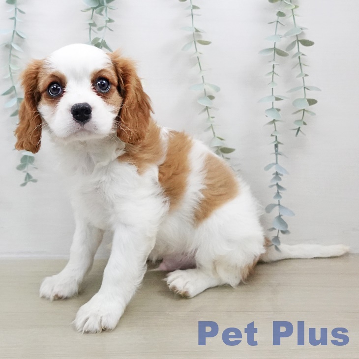 キャバリア・キングチャールズ・スパニエル