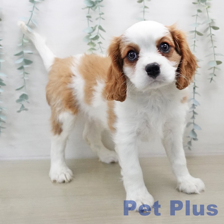 キャバリア・キングチャールズ・スパニエル