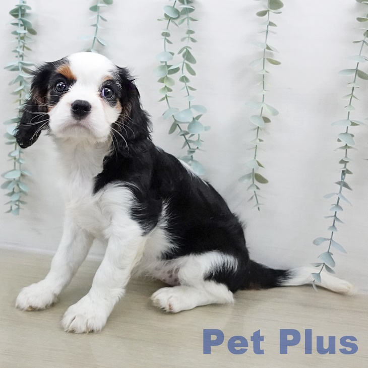 キャバリア・キングチャールズ・スパニエル