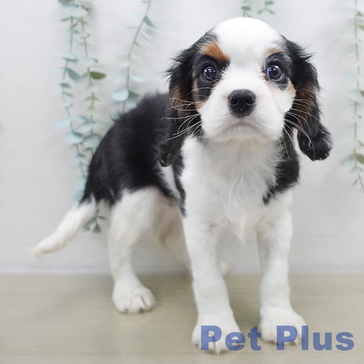 キャバリア・キングチャールズ・スパニエルの写真2