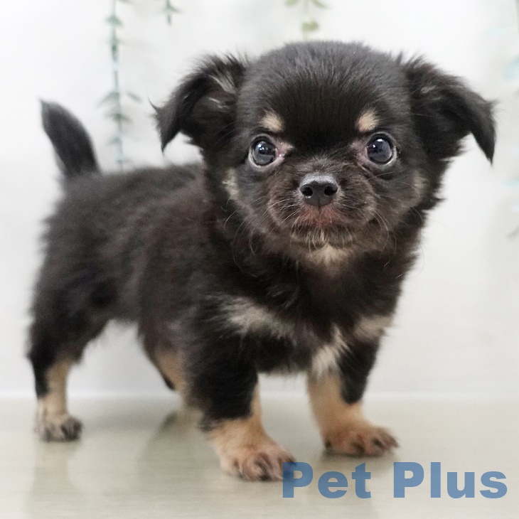 千葉県のチワワ(ロング) (ペットプラス 木更津店/2025年9月7日生まれ/男の子/ブラックタンホワイト)の子犬の1枚目の画像