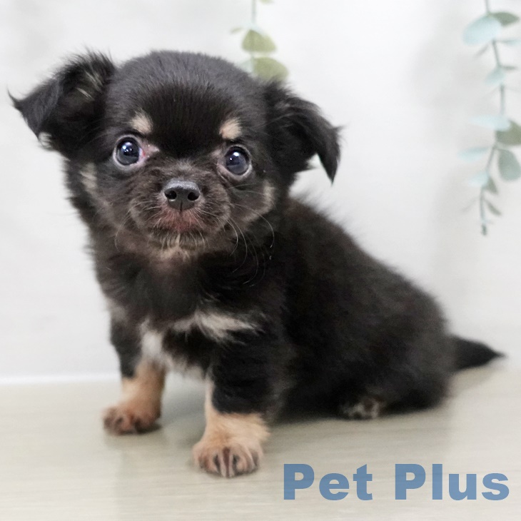 千葉県のチワワ(ロング) (ペットプラス 木更津店/2025年9月7日生まれ/男の子/ブラックタンホワイト)の子犬の2枚目の画像