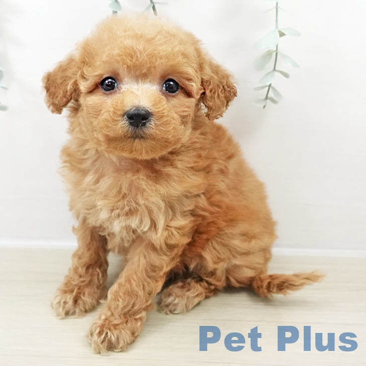 千葉県のトイプードル(トイ) (ペットプラス 八千代緑が丘店/2025年9月8日生まれ/女の子/アプリコット)の子犬