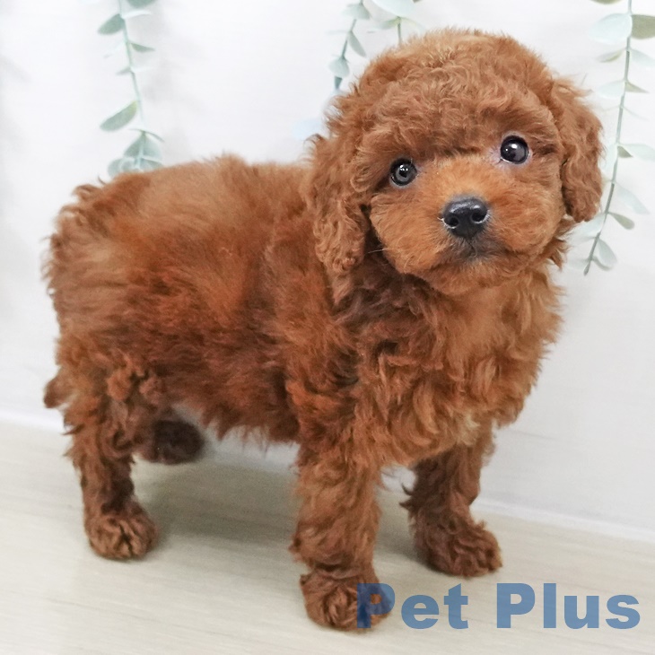 トイ・プードル