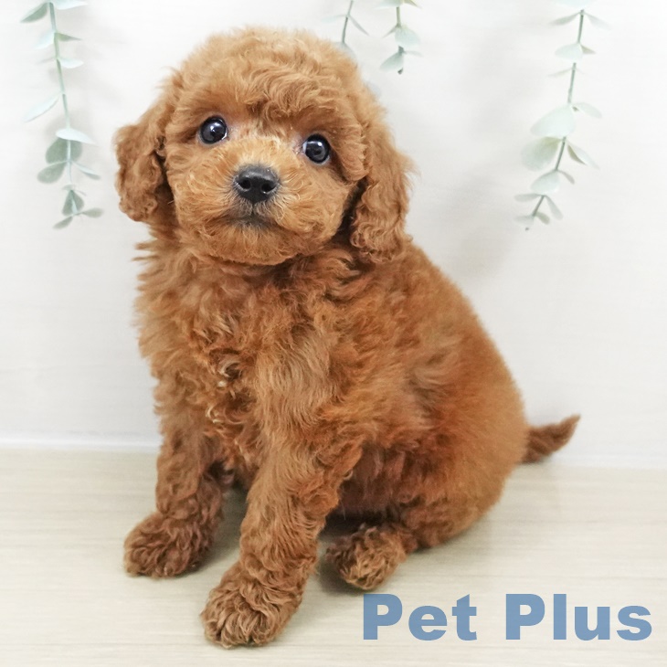 トイ・プードル