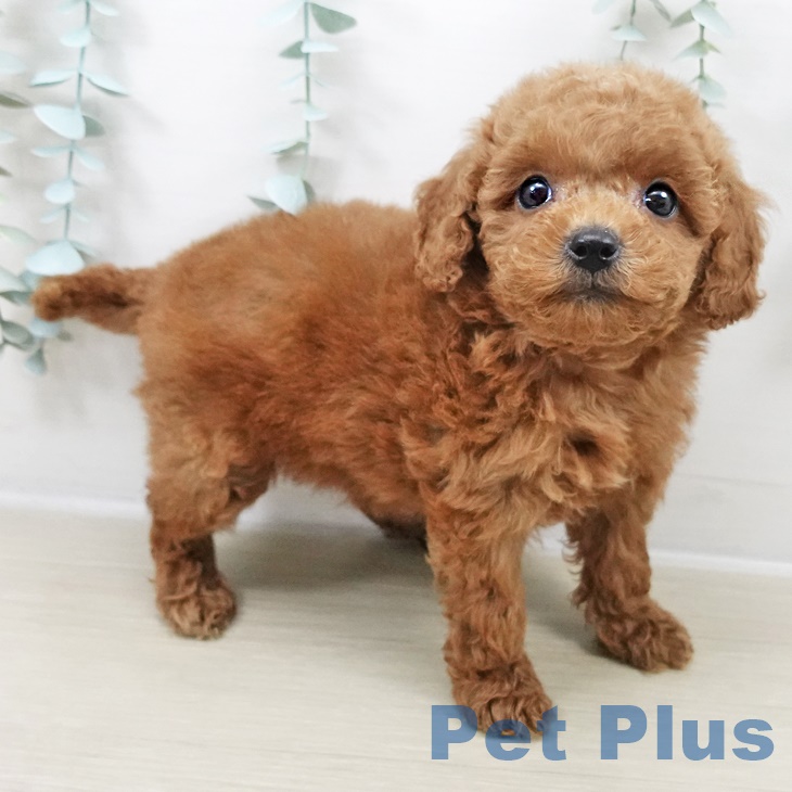 トイ・プードルの写真2