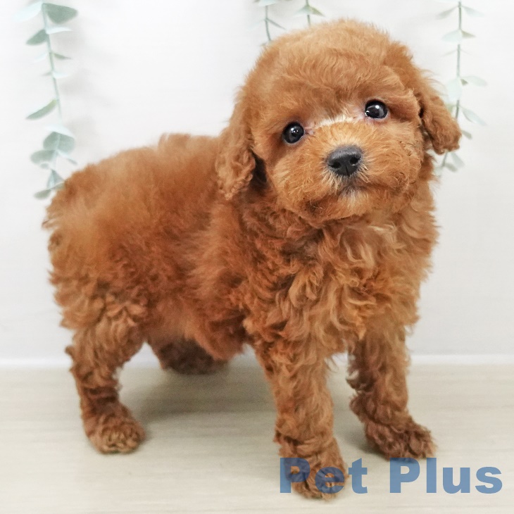 トイ・プードル