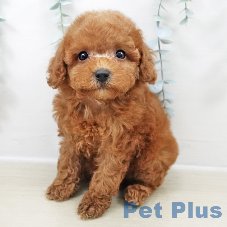 トイ・プードルの写真2