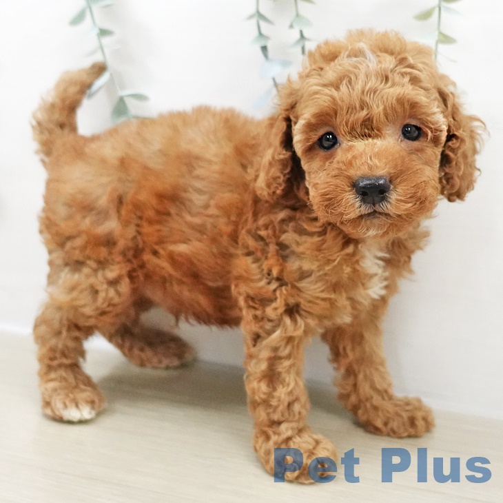 埼玉県のトイプードル(トイ) (ペットプラス 八潮店/2025年9月8日生まれ/男の子/レッド)の子犬の2枚目の画像