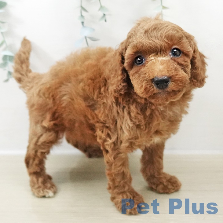 埼玉県のトイプードル(トイ) (ペットプラス 羽生店/2025年9月8日生まれ/男の子/レッド)の子犬の1枚目の画像