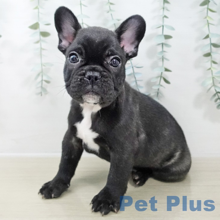 フレンチ・ブルドッグ