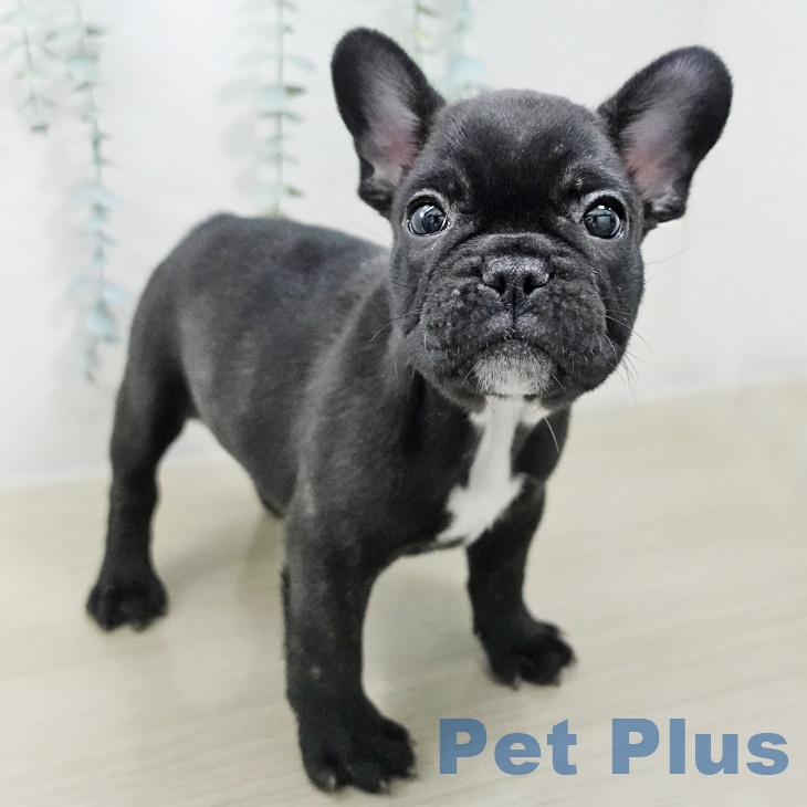 フレンチ・ブルドッグ