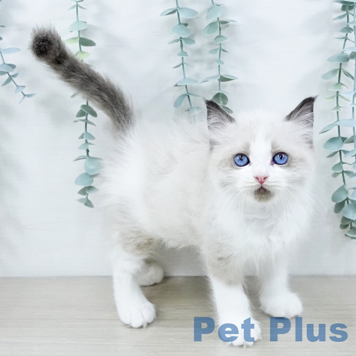 埼玉県のラグドール (ペットプラス 与野店/2025年9月8日生まれ/男の子/シールポイントバイカラー)の子猫の1枚目の画像