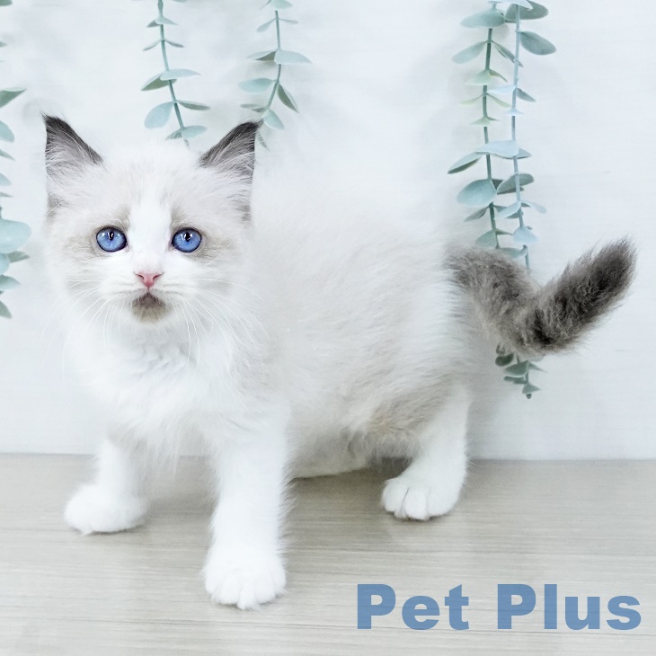 埼玉県のラグドール (ペットプラス 与野店/2025年9月8日生まれ/男の子/シールポイントバイカラー)の子猫の2枚目の画像