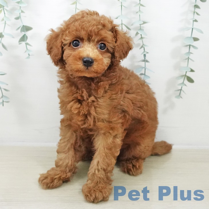 トイ・プードル