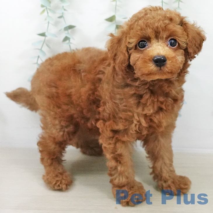 トイ・プードルの写真2