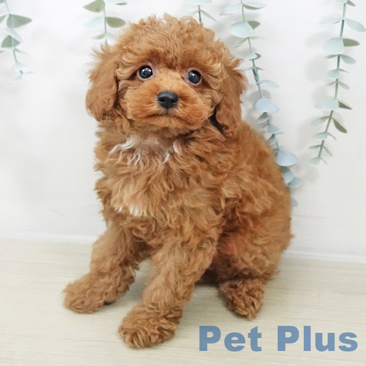 トイ・プードル