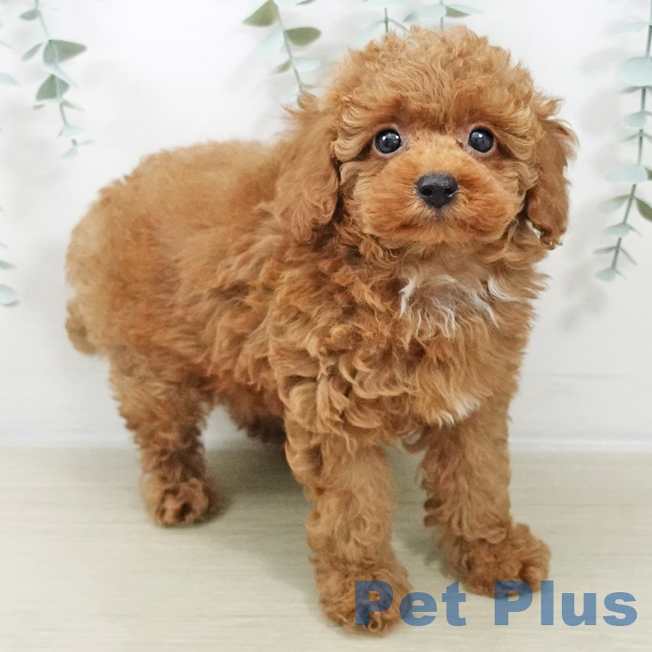 トイ・プードル